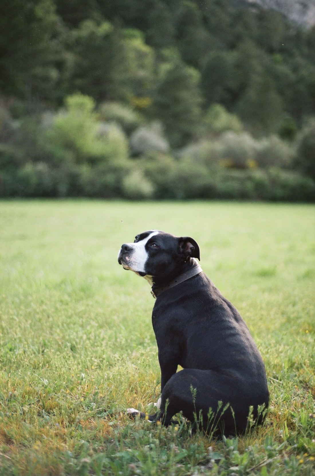 Soto, a black and white dog, sitting in a green field